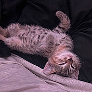 Pumkin is registered to the contest to win money with this photo: kitten, cat, sleeping, spotted, fur, pet, animal, cozy, relaxed, nap, black_fabric, gray_fabric, cute, small, whiskers, ears, paws, lying_down, domestic_cat, indoor