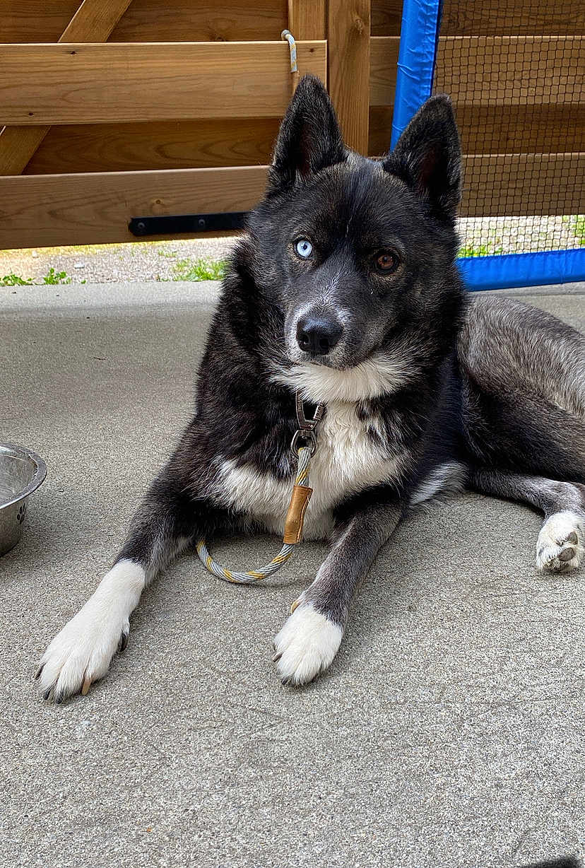 Vaina a rejoint le concours — aidez-le/la à gagner de superbes lots ! dog, heterochromia, blue_eye, brown_eye, lying_down, leash, collar, concrete_floor, wooden_gate, blue_net, pet, canine, alert, curious, outdoor, fence, paw, fur, animal, companion
