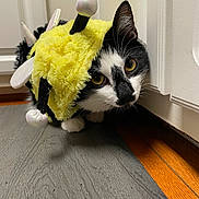 Karou is registered to the contest to win money with this photo: animal, antennae, bee_costume, black_and_white_cat, cabinet, cat, costume, curious, cute, ears, feline, floor, gray_floor, indoors, peeking, pet, whiskers, wings, wood_floor, yellow