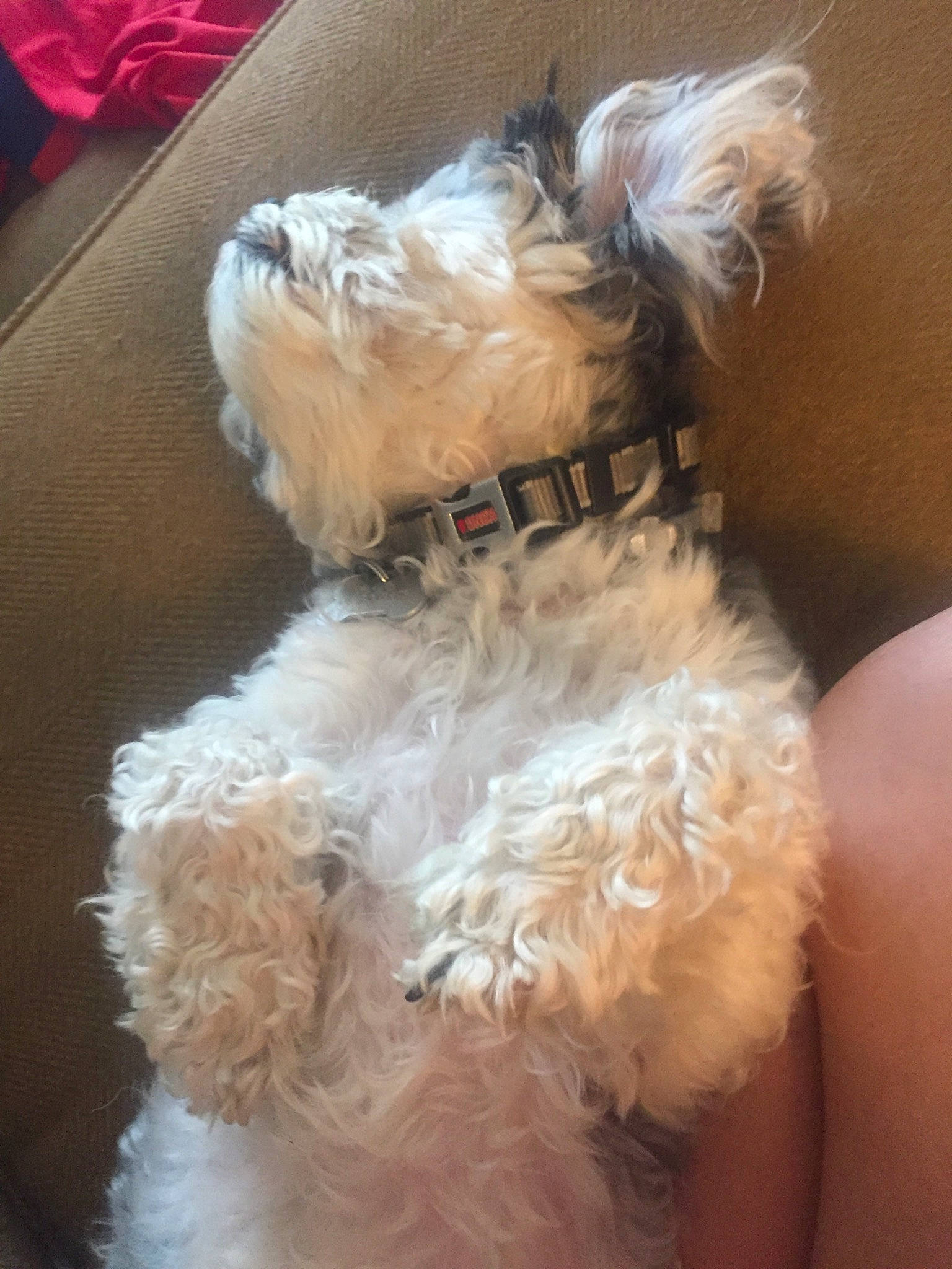 Leo is registered to the contest to win money with this photo: bolonka, canidae, carnivore, companion_dog, dog, dog_breed, dog_clothes, ear, fawn, fur, maltepoo, non_sporting_group, puppy, schnoodle, shih_tzu, stuffed_toy, toy_dog