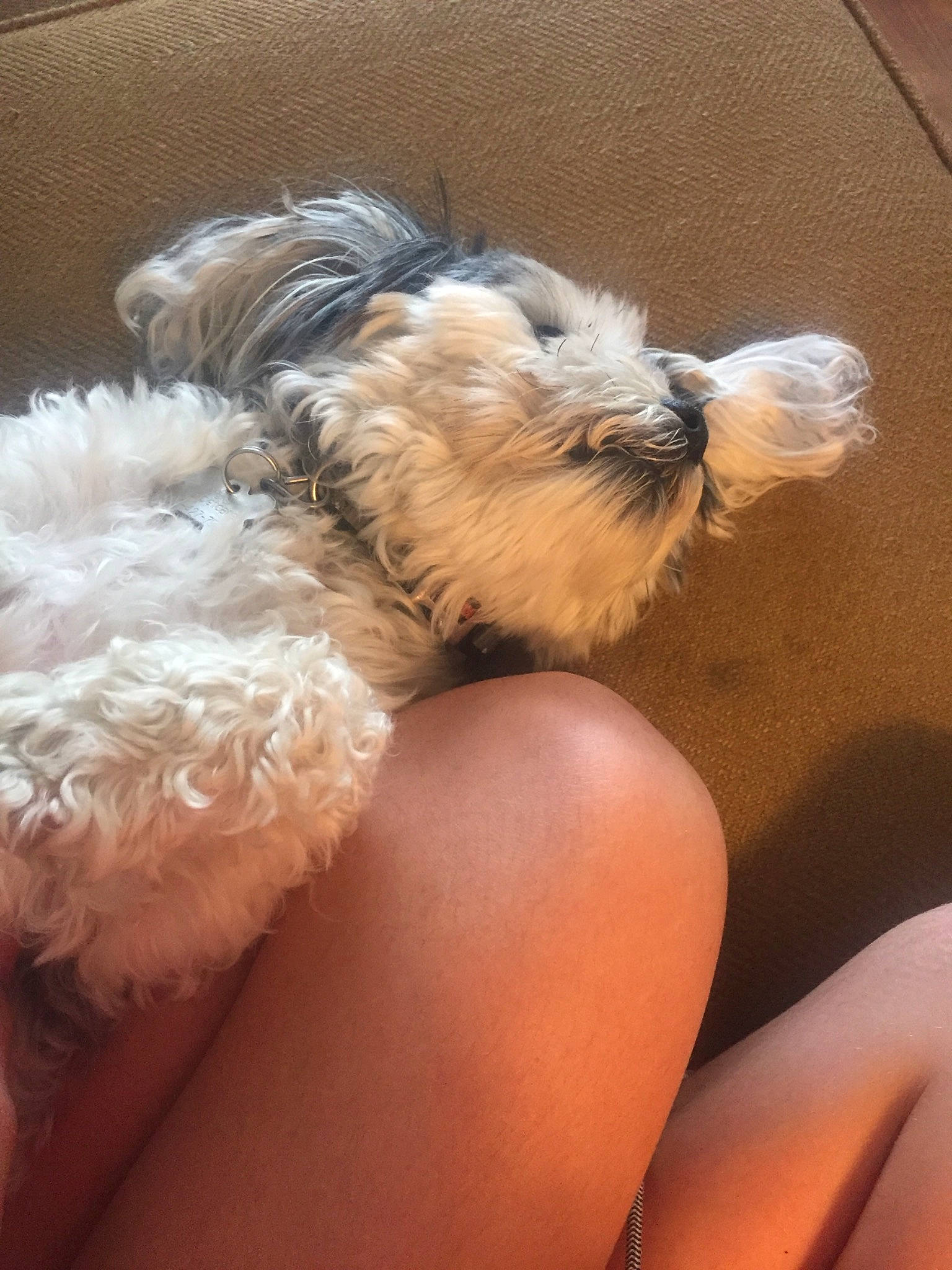 Leo is registered to the contest to win money with this photo: bolonka, canidae, carnivore, companion_dog, dog, dog_breed, havanese, irish_soft_coated_wheaten_terrier, maltepoo, miniature_schnauzer, morkie, non_sporting_group, puppy, schnauzer, schnoodle, shih_tzu, small_terrier, terrier, toy_dog, yorkshire_terrier