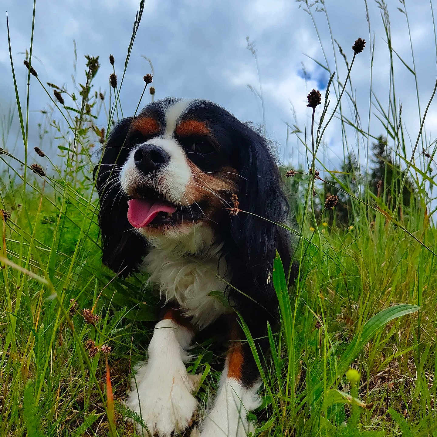 Lovly participe au concours pour gagner de l'argent avec cette photo : animal, bird, canine, chicken, dog, field, flower, fowl, grass, grassland, green, nature, outdoors, pet, plant, poultry, puppy, sky, tree, vegetation