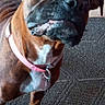 Zena joined the competition — help win amazing prizes! black_muzzle, boxer, brown_fur, canine, carpet, close_up, companion_animal, dog, eye_contact, floppy_ears, funny_expression, indoors, looking_at_camera, pet, photography, pink_collar, portrait, standing, tiled_floor, wrinkled_face