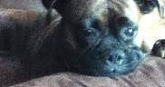 Zena is registered to the contest to win money with this photo: animal, bed, black_and_white, blanket, blurry, close_up, cozy, dog, eyes, floppy_ears, fur, grainy, indoors, low_light, lying_down, nose, pet, portrait, sleeping, snuggling