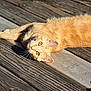 cat, ginger_cat, pet, animal, outdoor, wooden_deck, sunlight, relaxing, feline, whiskers, ears, eyes, fur, nature, daylight, close_up, mammal, laying_down, curious, domestic_cat