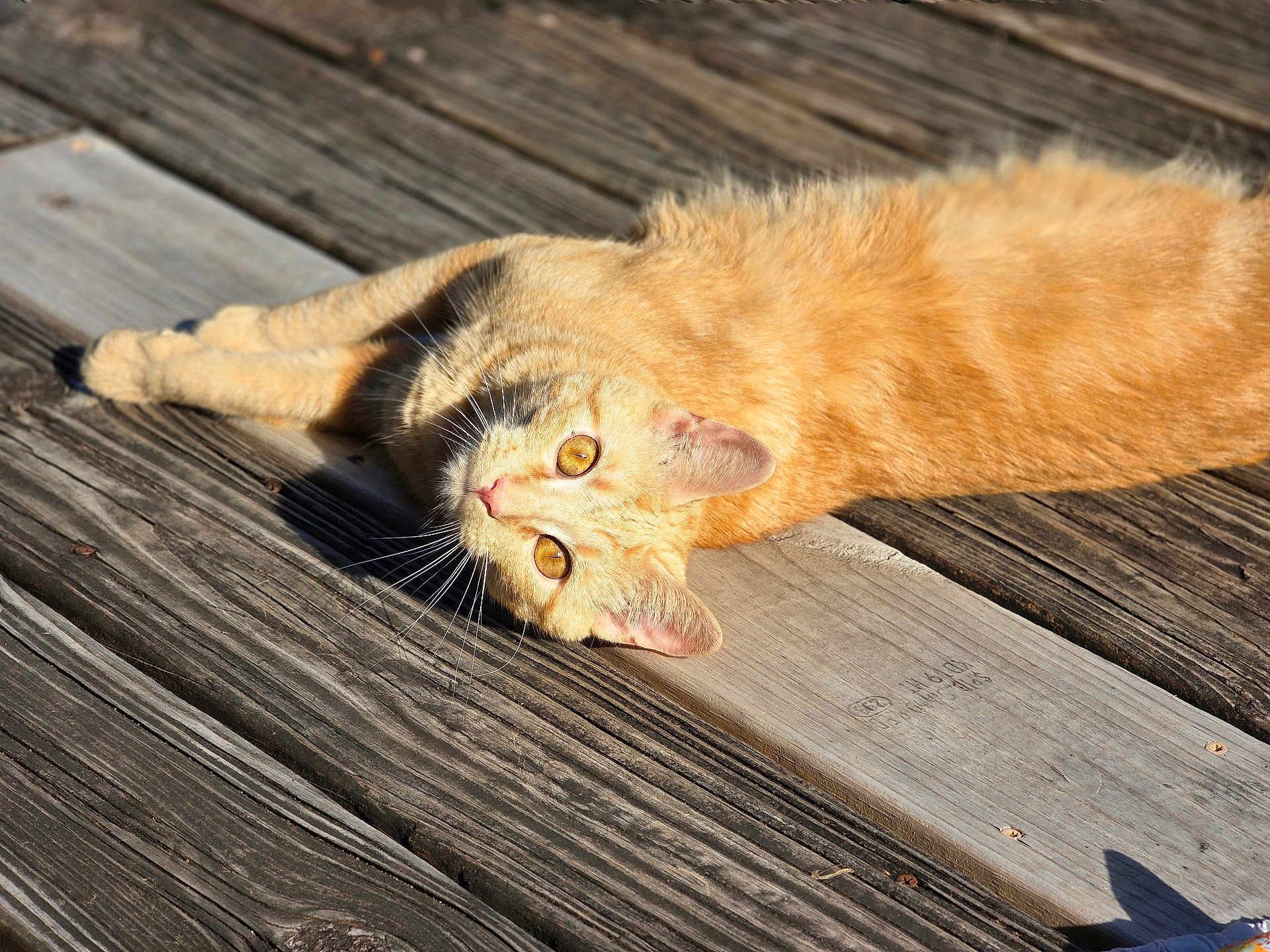 Mr. Squints joined the competition — help win amazing prizes! cat, ginger_cat, pet, animal, outdoor, wooden_deck, sunlight, relaxing, feline, whiskers, ears, eyes, fur, nature, daylight, close_up, mammal, laying_down, curious, domestic_cat