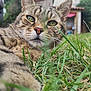 abyssinian, alloywheel, animal, car, carwheel, cat, countryside, field, grass, grassland, kitten, lawn, manx, meadow, nature, ocelot, outdoors, pet, plant, rural