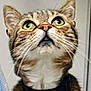 Jules participe au concours pour gagner de l'argent avec cette photo : abyssinian, animal, cat, egyptiancat, kitten, manx, pet, snout