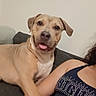 dog, tan_dog, pet, indoor, couch, person, arm, clothing, playful, happy, tongue_out, resting, casual, home, animal, companion, cute, friendly, relaxed, portrait