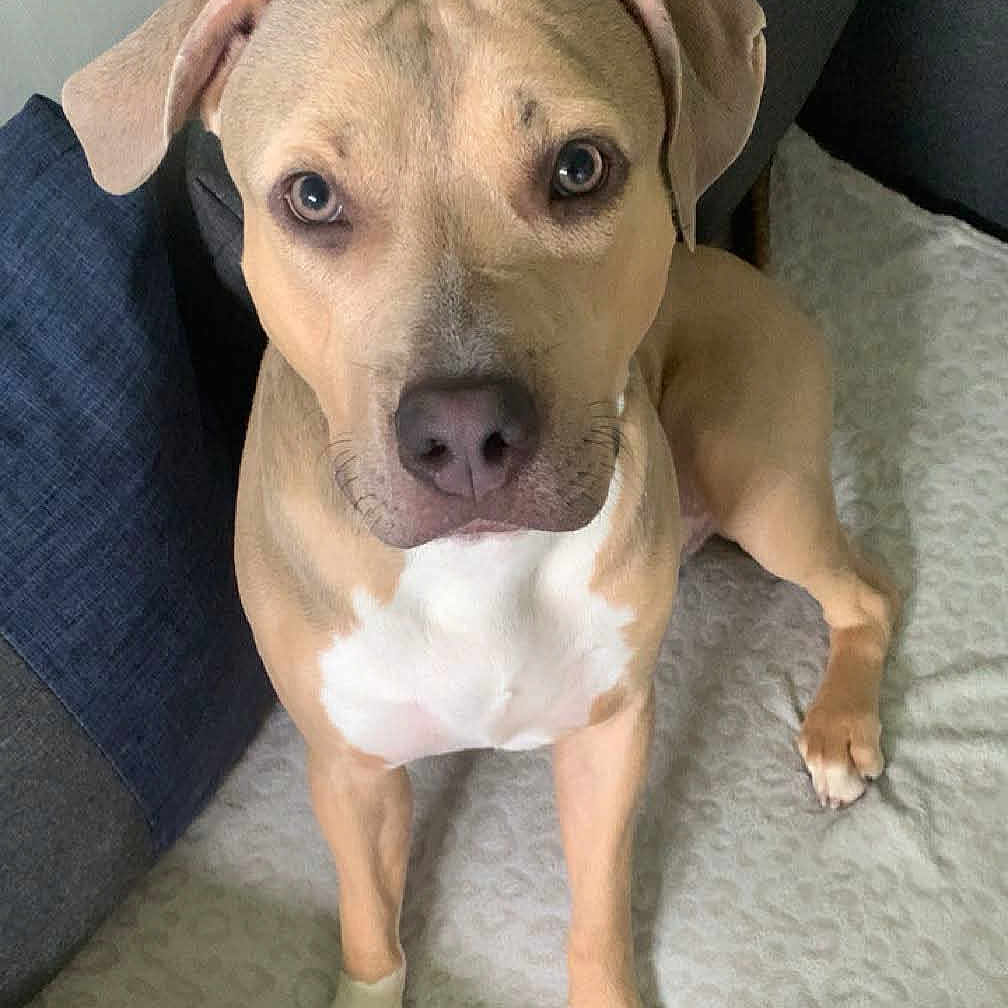 Kio