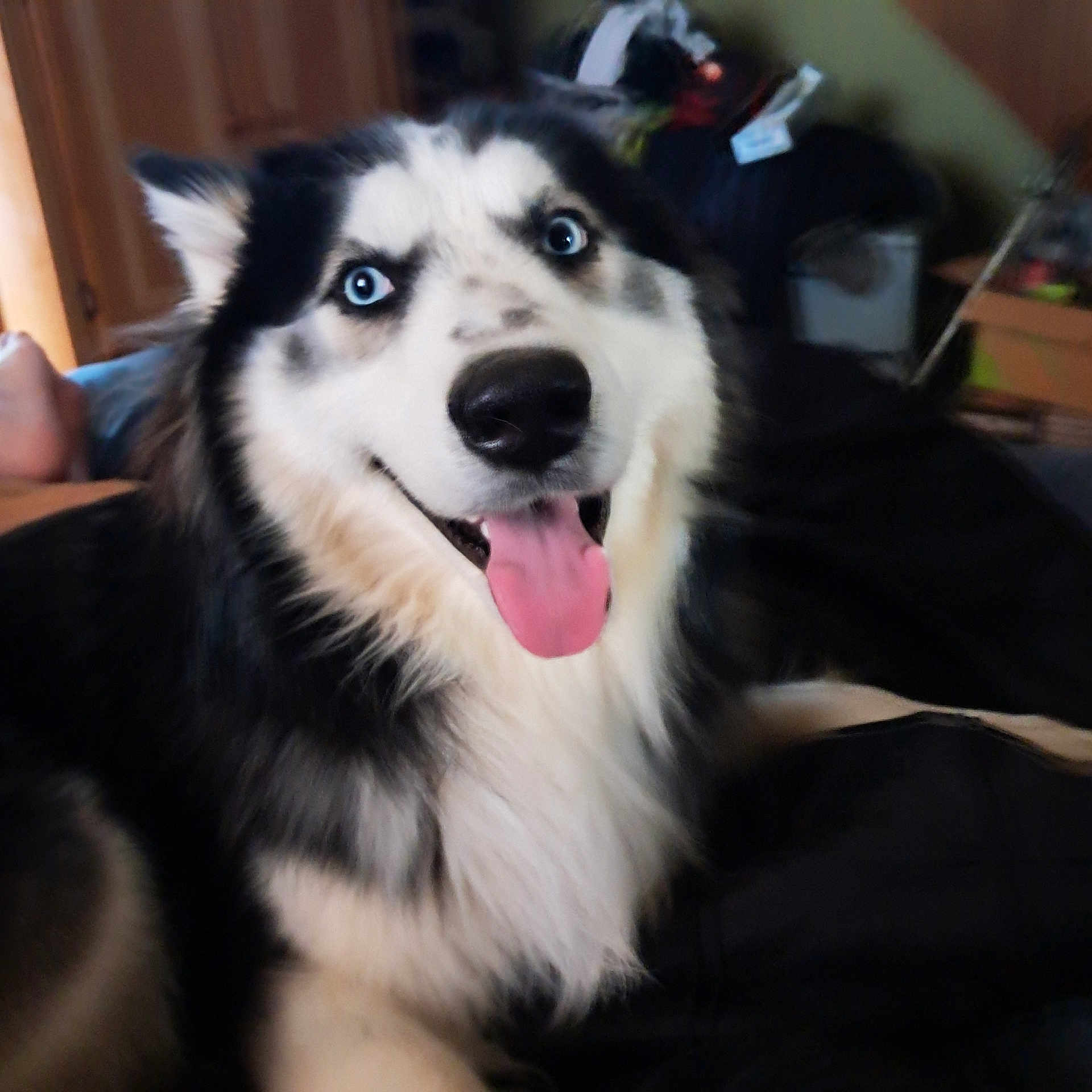 Bandit joined the competition — help win amazing prizes! animal, bodypart, canine, cockerspaniel, collie, dog, eskimodog, hound, husky, mouth, person, pet, puppy, snout, tongue, whitedog