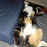 cat, calico_cat, bed, pillow, fur, relaxed, sleeping, animal, pet, indoor, cozy, cute, whiskers, tail, paw, feline, laying_down, resting, domestic_animal, soft
