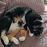 cat, calico_cat, sleeping, paw, blanket, quilted, indoor, pet, fur, tail, cozy, resting, animal, cute, relaxing, home, feline, domestic_animal, whiskers, paw_covering_face