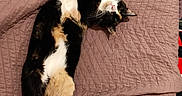 Choupi participe au concours pour gagner de l'argent avec cette photo : cat, calico, pet, animal, feline, relaxed, sleeping, stretched_out, quilt, brown, fur, whiskers, indoor, cozy, resting, cute, paw, domestic, mammal, companion