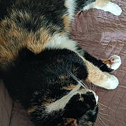 Choupi participe au concours pour gagner de l'argent avec cette photo : cat, calico_cat, pet, animal, feline, sleeping, resting, cozy, quilt, blanket, indoor, fur, whiskers, paws, relaxing, cute, domestic_animal, mammal, laying_down, sleep