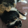 cat, calico_cat, pet, animal, feline, sleeping, resting, cozy, quilt, blanket, indoor, fur, whiskers, paws, relaxing, cute, domestic_animal, mammal, laying_down, sleep