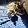 animal, bed, blue_bedspread, cardboard_box, cat, companionship, cozy, cuddle, cute, feline, fur, indoor, paw, pet, relaxing, resting, shadow, sunlight, tabby_cat, white_cat