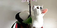 Pépettes participe au concours pour gagner de l'argent avec cette photo : animal, black_and_white, cat, curious, cute, flower, fur, green_leaf, home, indoor, leaf, orchid, pet, plant_pot, red_pot, relaxed, small, sniffing, table, whiskers