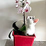animal, black_and_white, cat, curious, cute, flower, fur, green_leaf, home, indoor, leaf, orchid, pet, plant_pot, red_pot, relaxed, small, sniffing, table, whiskers