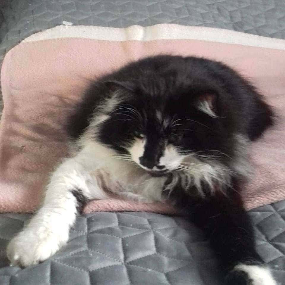 Nîno participe au concours pour gagner de l'argent avec cette photo : bored, carnivore, cat, cat_supply, claw, comfort, companion_dog, dog_breed, felidae, fur, nap, paw, sitting, sleep, small_to_medium_sized_cats, snout, sporting_group, tail, terrestrial_animal, whiskers