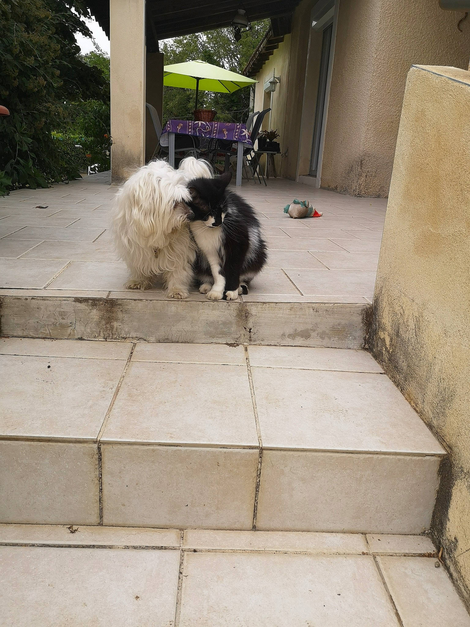 Nîno a rejoint le concours — aidez-le/la à gagner de superbes lots ! canidae, carnivore, companion_dog, dog, dog_breed, fawn, flooring, fur, grey, line, road_surface, sidewalk, snout, sporting_group, tail, terrier, tints_and_shades, toy_dog, wood, working_animal