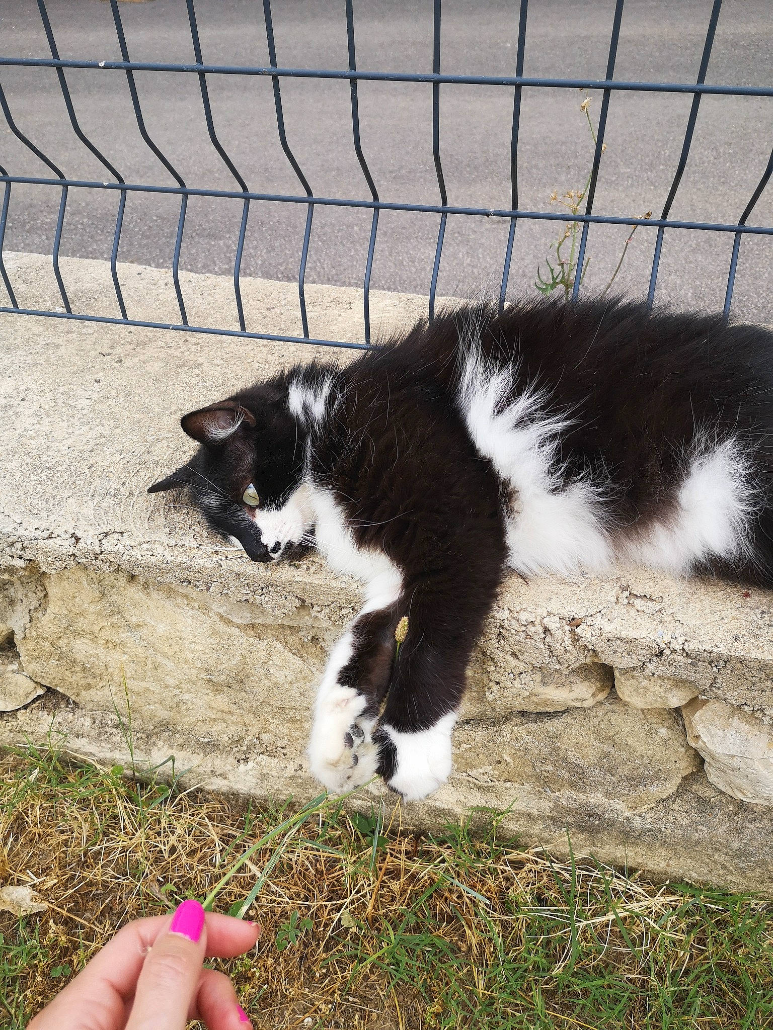 Nîno a rejoint le concours — aidez-le/la à gagner de superbes lots ! barefoot, canidae, carnivore, cat, dog_breed, domestic_short_haired_cat, felidae, foot, fur, grass, human_leg, line, plant, small_to_medium_sized_cats, snout, sporting_group, tail, terrestrial_animal, whiskers, window