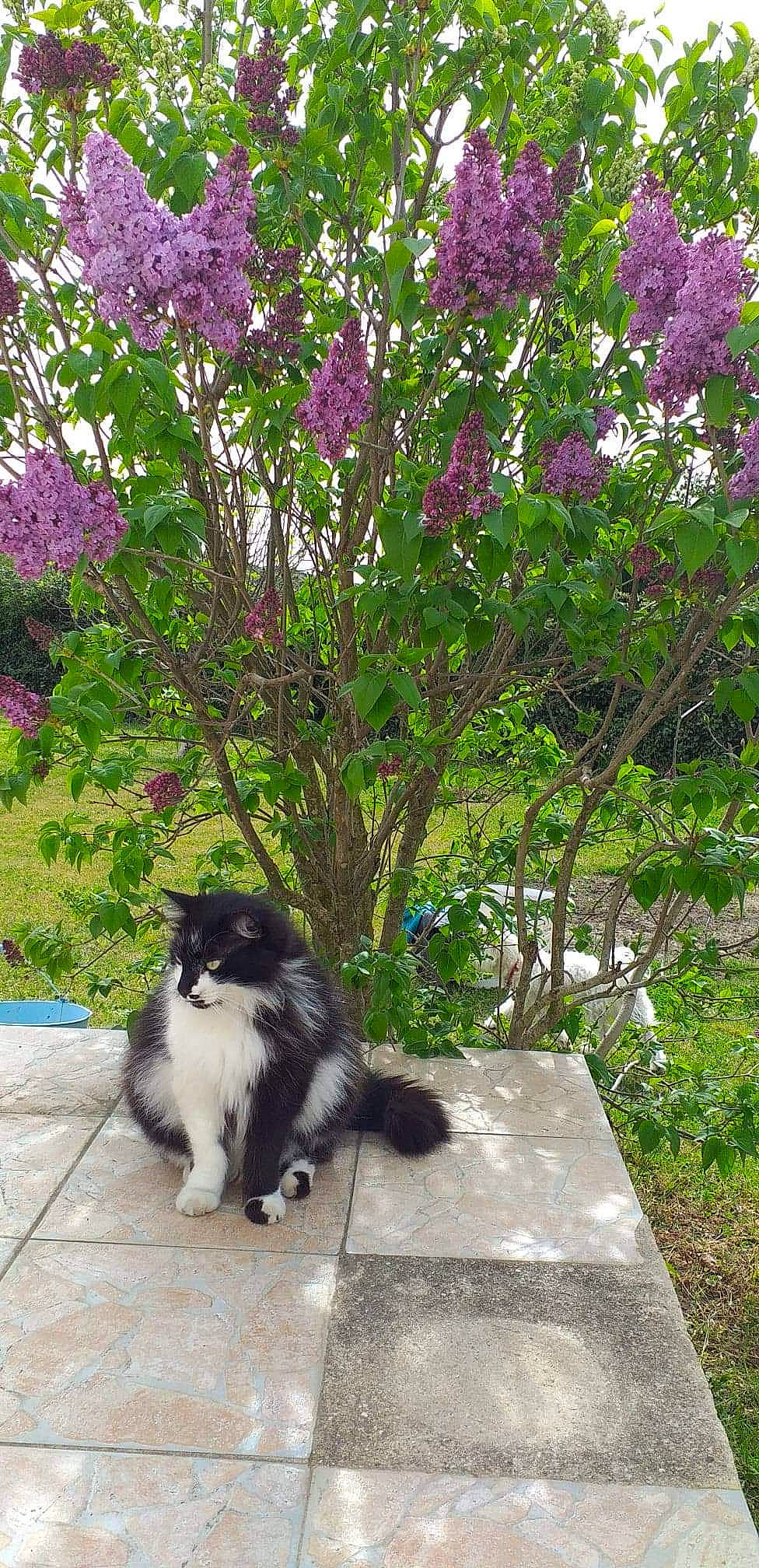 Nîno a rejoint le concours — aidez-le/la à gagner de superbes lots ! annual_plant, botany, carnivore, cat, felidae, flower, flowering_plant, fur, garden, grass, groundcover, plant, shrub, sitting, small_to_medium_sized_cats, subshrub, tail, tree, wood, woody_plant
