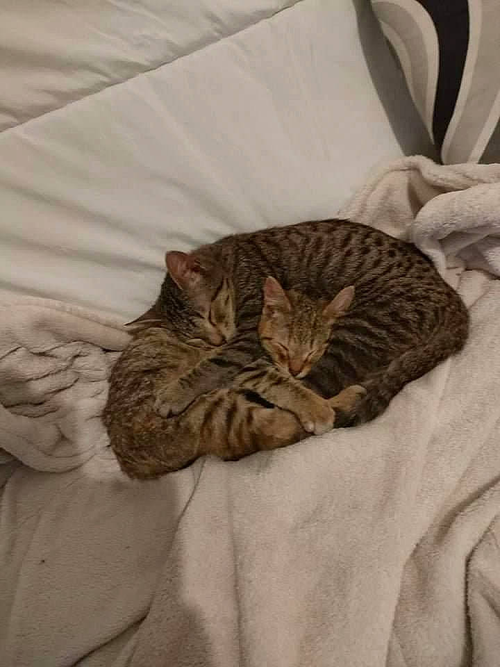 Sergio a rejoint le concours — aidez-le/la à gagner de superbes lots ! bedding, carnivore, cat, comfort, domestic_short_haired_cat, fawn, felidae, fur, grey, linens, mammal, pattern, sleeve, small_to_medium_sized_cats, tail, terrestrial_animal, textile, vertebrate, whiskers, wood