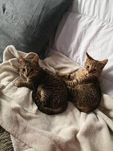 Sergio a rejoint le concours — aidez-le/la à gagner de superbes lots ! bed, bedding, carnivore, cat, cat_supply, claw, cloud, comfort, couch, domestic_short_haired_cat, felidae, fur, grey, linens, nap, paw, small_to_medium_sized_cats, tail, whiskers, wood