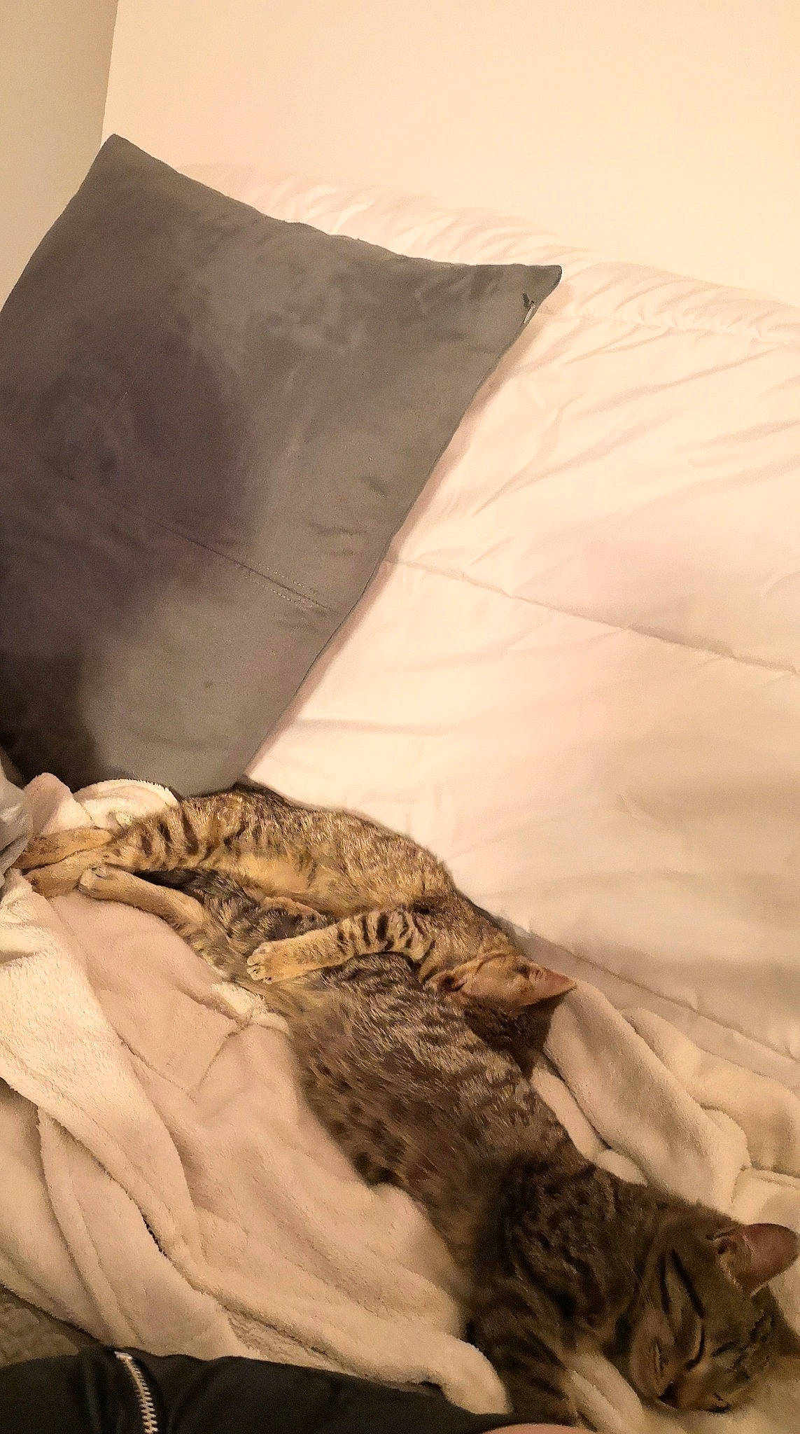 Sergio participe au concours pour gagner de l'argent avec cette photo : art, bed, bedding, bedroom, carnivore, comfort, duvet, feather, felidae, fur, landscape, linens, pattern, room, sleeve, small_to_medium_sized_cats, tail, textile, tints_and_shades, wood