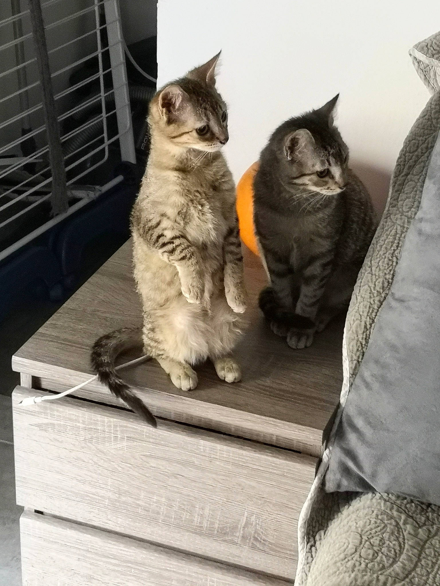 Souki a rejoint le concours — aidez-le/la à gagner de superbes lots ! carnivore, cat, chair, claw, comfort, domestic_short_haired_cat, felidae, fur, grey, metal, paw, sitting, small_to_medium_sized_cats, snout, tail, whiskers, window, wood