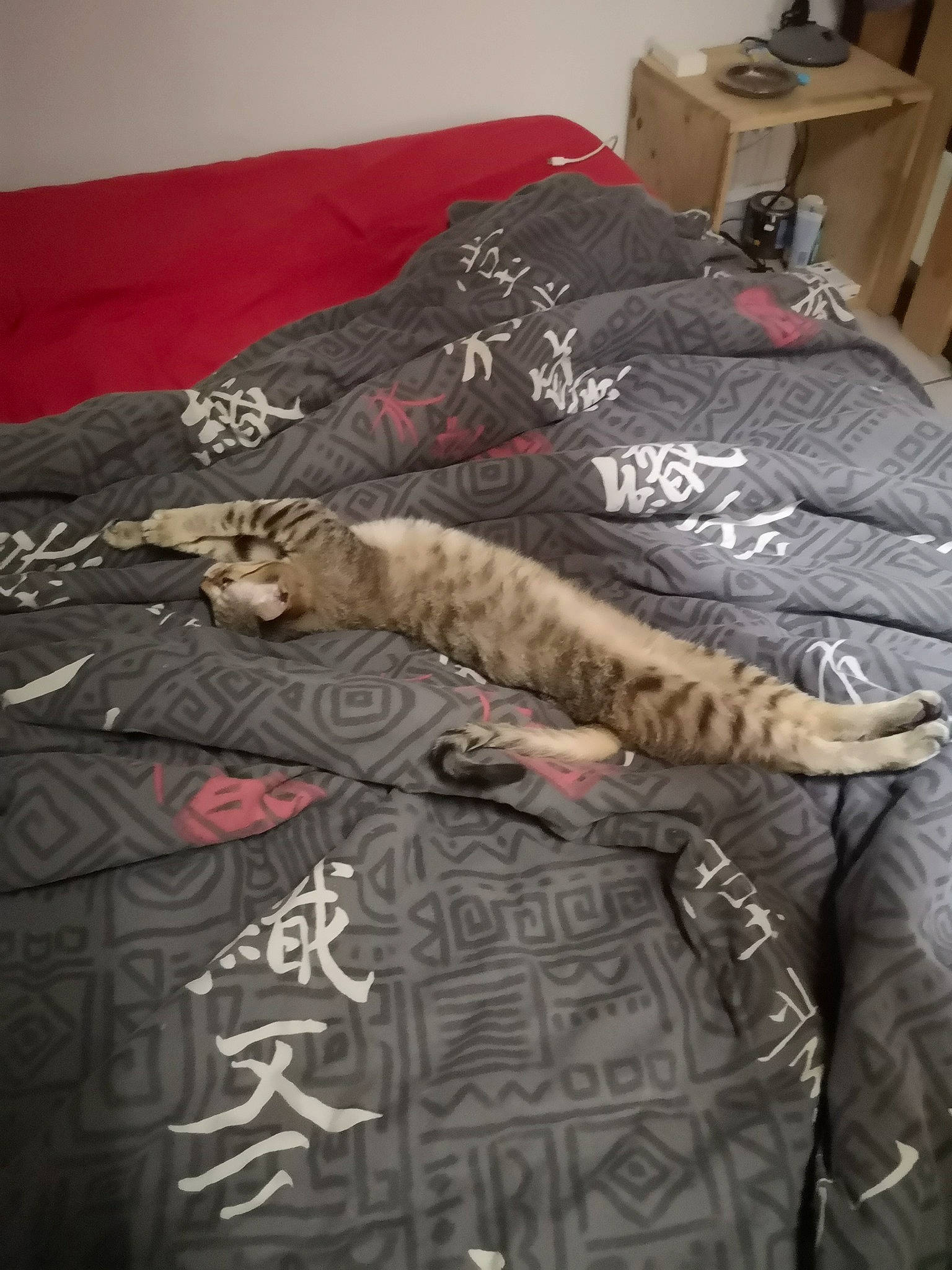 Souki participe au concours pour gagner de l'argent avec cette photo : bed, bed_sheet, bedding, bedroom, brown, cabinetry, carnivore, cat, comfort, duvet, felidae, flooring, font, grey, hardwood, linens, pattern, room, sleeve, wood