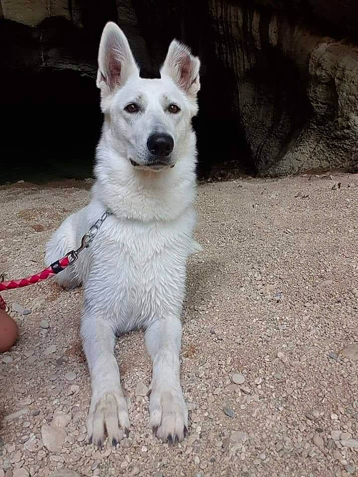 Onix participe au concours pour gagner de l'argent avec cette photo : ancient_dog_breeds, canidae, carnivore, collar, companion_dog, dog, dog_breed, dog_collar, fur, non_sporting_group, paw, snout, sporting_group, street_dog, tail, terrestrial_animal, whiskers, working_animal, working_dog