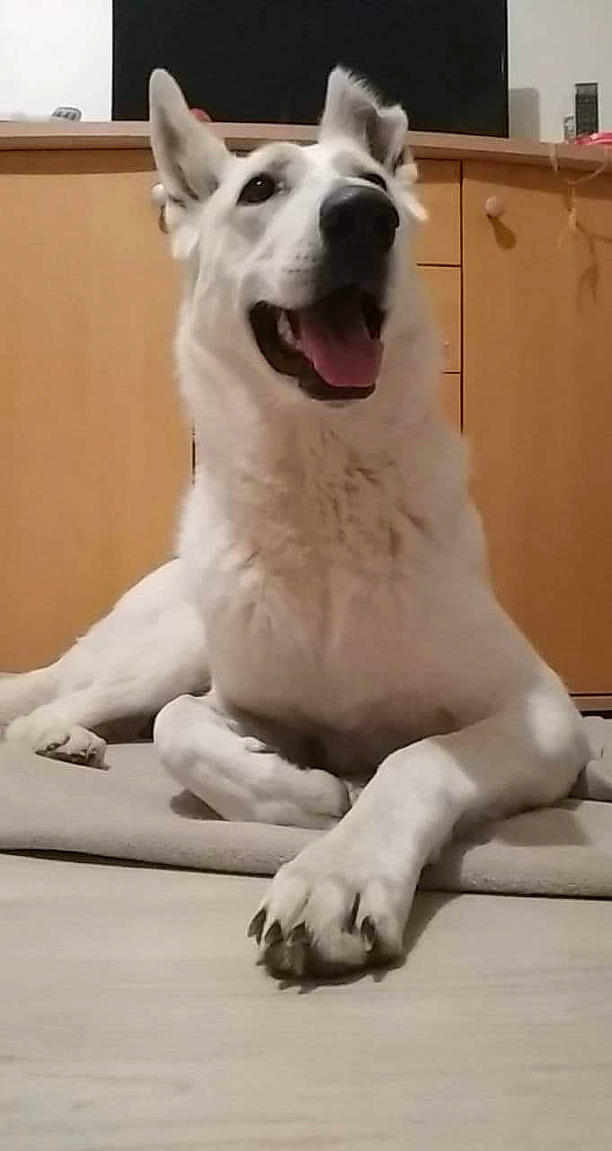 Onix a rejoint le concours — aidez-le/la à gagner de superbes lots ! ancient_dog_breeds, cabinetry, carnivore, companion_dog, dog, dog_breed, door, fang, flooring, fur, giant_dog_breed, guard_dog, non_sporting_group, paw, snout, sporting_group, tail, whiskers, working_animal, working_dog