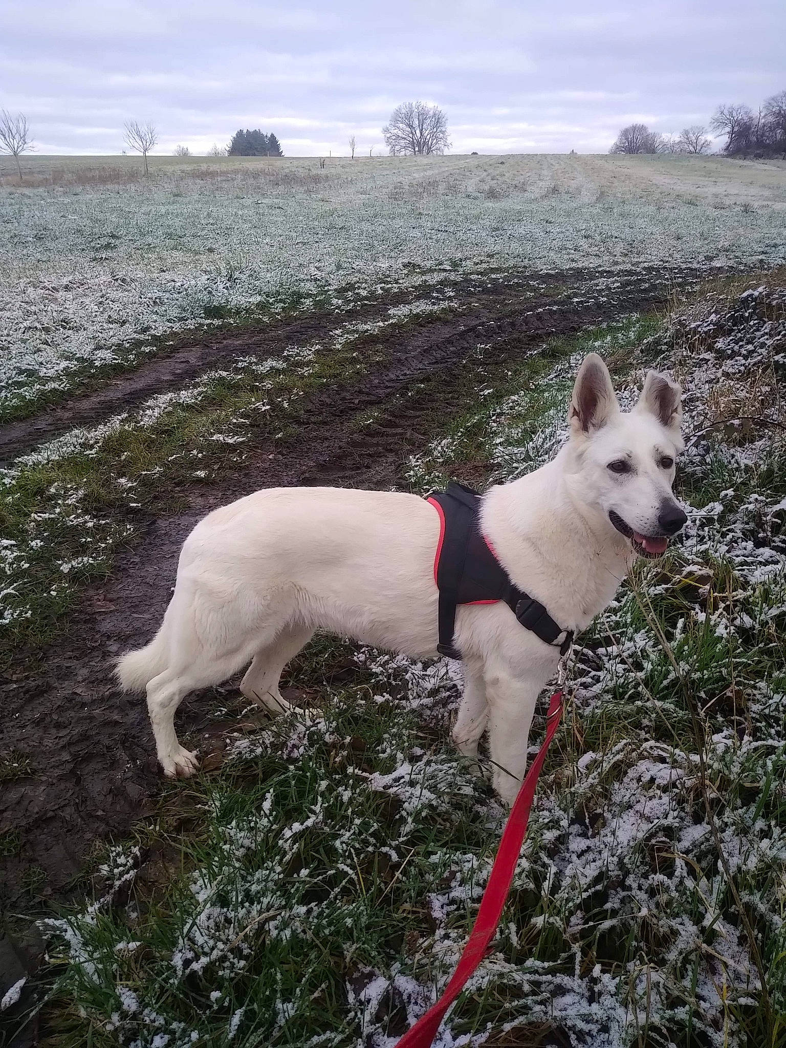Onix participe au concours pour gagner de l'argent avec cette photo : adventure, ancient_dog_breeds, canidae, carnivore, cloud, collar, companion_dog, dog, dog_breed, dog_collar, fawn, grass, hunting_dog, non_sporting_group, plant, sky, sporting_group, tail, working_animal, working_dog