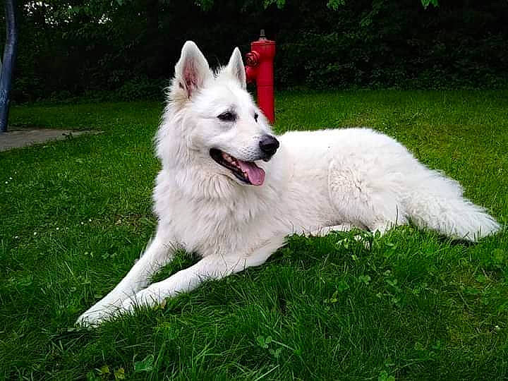 Hélios a rejoint le concours — aidez-le/la à gagner de superbes lots ! ancient_dog_breeds, canidae, carnivore, companion_dog, dog, dog_breed, grass, non_sporting_group, plant, sporting_group, tail, tree, working_dog