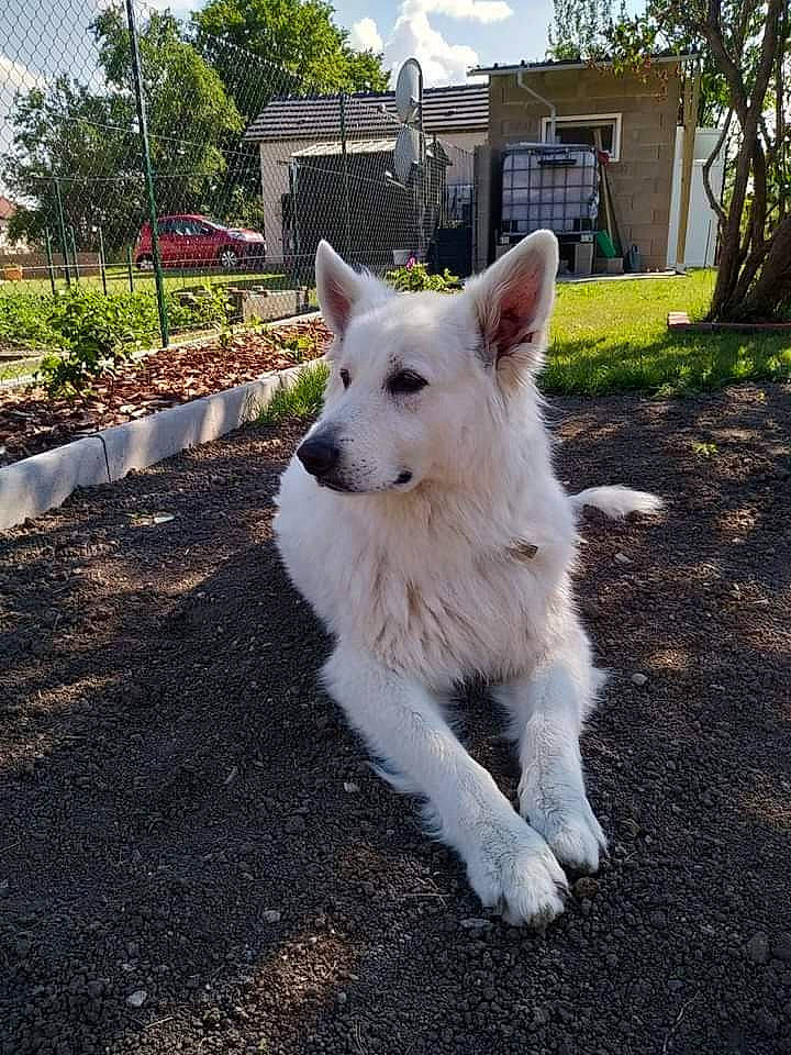 Hélios participe au concours pour gagner de l'argent avec cette photo : canidae, carnivore, cloud, collar, companion_dog, dog, dog_breed, dog_supply, door, fawn, fur, grass, plant, sky, snout, sporting_group, tail, tree, window, working_animal