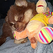 Brooklyn a rejoint le concours — aidez-le/la à gagner de superbes lots ! puppy, dog, sleeping, stuffed_toy, plush, brown_fur, cozy, blanket, indoor, cute, pet, animal, soft, colorful, rainbow, toy, resting, snuggling, furry, nap
