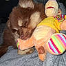 puppy, dog, sleeping, stuffed_toy, plush, brown_fur, cozy, blanket, indoor, cute, pet, animal, soft, colorful, rainbow, toy, resting, snuggling, furry, nap