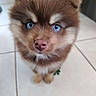 Brooklyn a rejoint le concours — aidez-le/la à gagner de superbes lots ! puppy, dog, blue_eyes, brown_fur, fur, cute, pet, animal, small, young, indoor, tile_floor, looking_up, adorable, fluffy, mammal, canine, companion, face, portrait