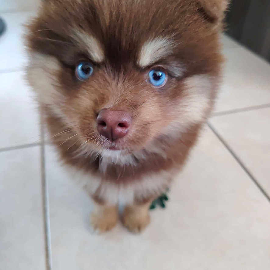Brooklyn a rejoint le concours — aidez-le/la à gagner de superbes lots ! puppy, dog, blue_eyes, brown_fur, fur, cute, pet, animal, small, young, indoor, tile_floor, looking_up, adorable, fluffy, mammal, canine, companion, face, portrait