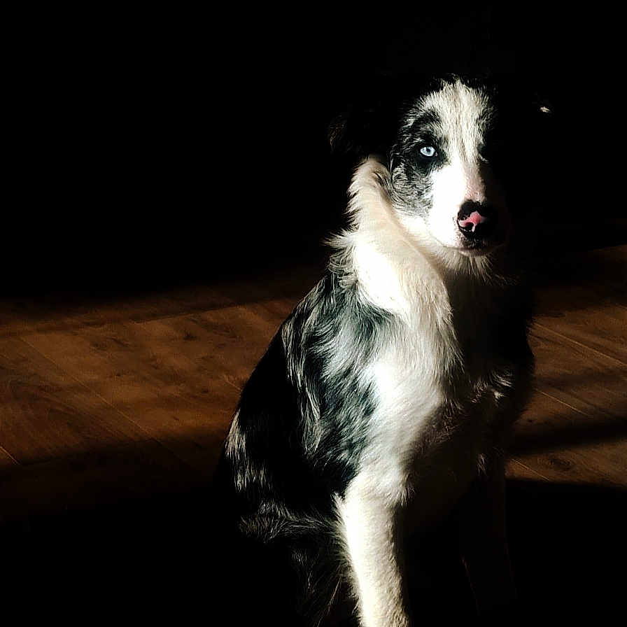 Oréo a rejoint le concours — aidez-le/la à gagner de superbes lots ! animal, bodypart, canine, cockerspaniel, collie, couch, dog, eskimodog, furniture, hardwood, husky, mouth, papillon, person, pet, puppy, snout, sphere, terrier, wood