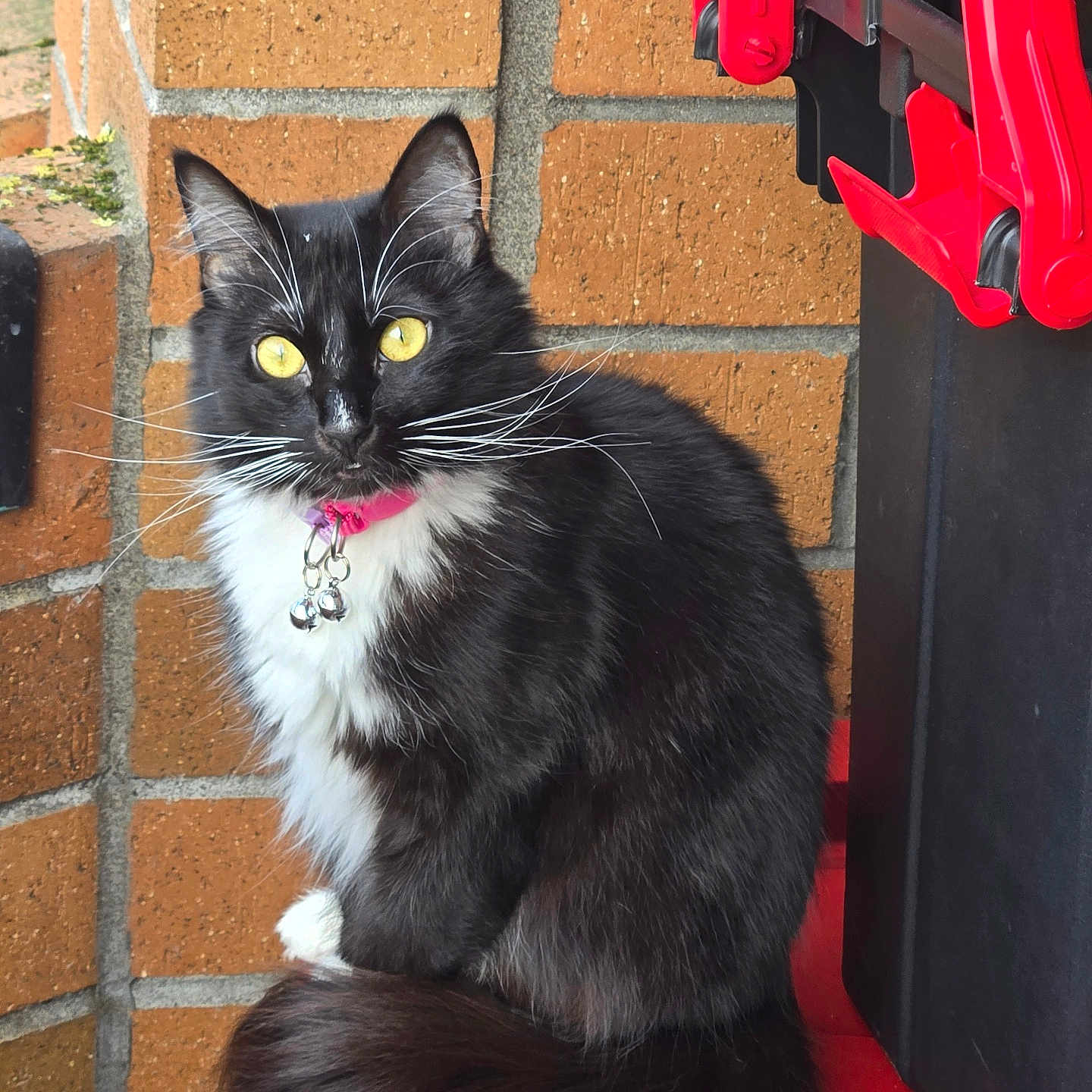 Xiomara joined the competition — help win amazing prizes! alert, animal, bells, black_and_white, brick_wall, cat, close_up, curious, domestic, feline, fluffy, fur, outdoor, pet, pink_collar, red_surface, sitting, tail, whiskers, yellow_eyes
