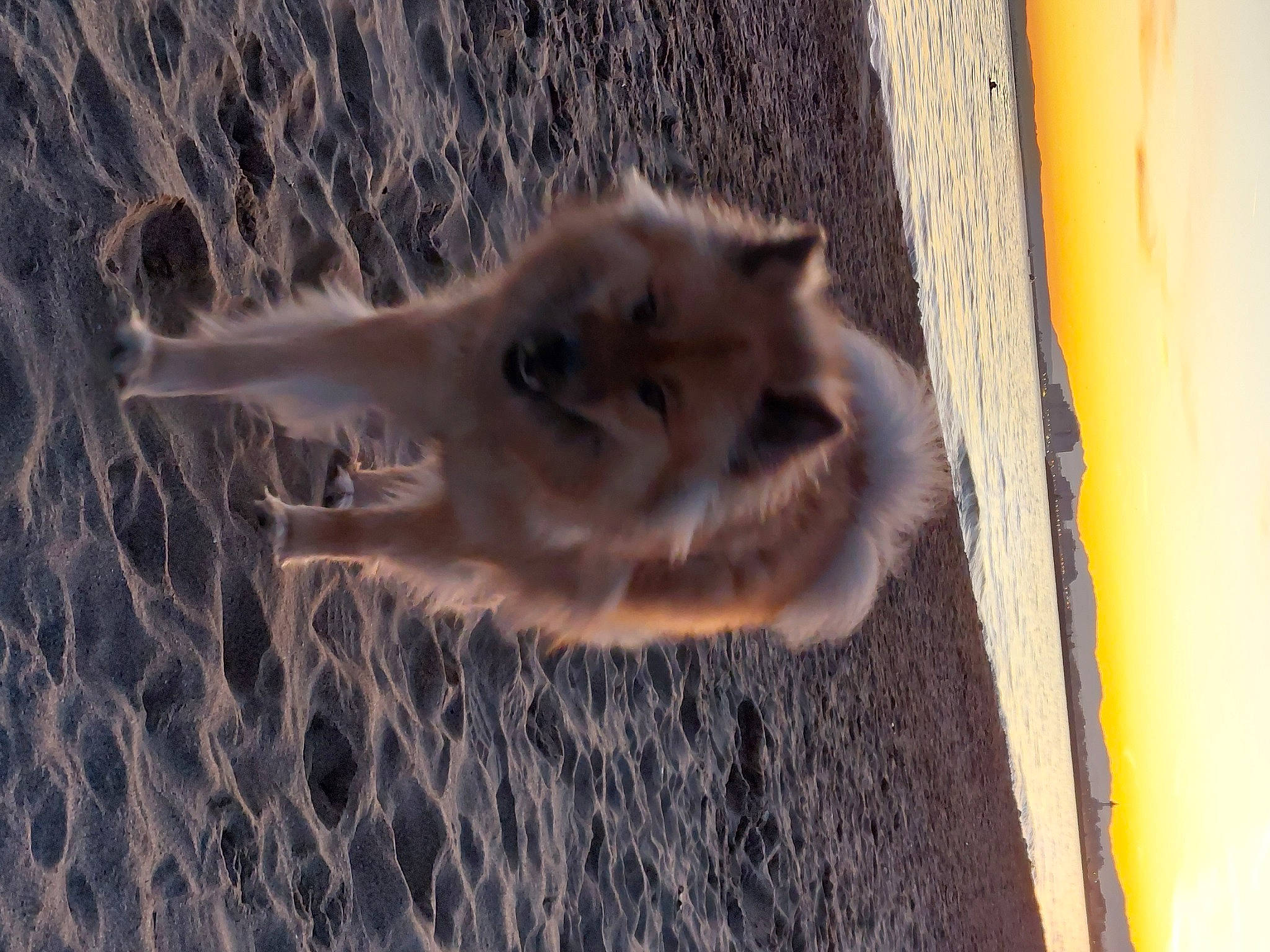 Saya a rejoint le concours — aidez-le/la à gagner de superbes lots ! carnivore, dog, dog_breed, fawn, felidae, fur, grey, landscape, marsupial, shadow, small_to_medium_sized_cats, snout, street_dog, tail, terrestrial_animal, whiskers, wildlife, window, wood, working_animal