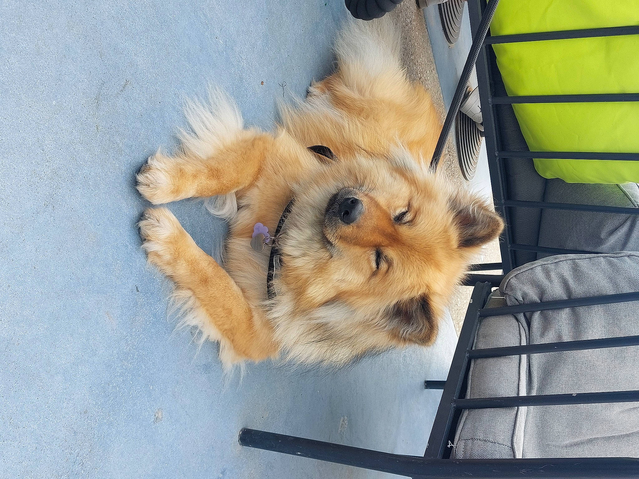 Saya participe au concours pour gagner de l'argent avec cette photo : canidae, carnivore, claw, companion_dog, dog_breed, fawn, fur, paw, small_to_medium_sized_cats, snout, spitz, sporting_group, tail, terrestrial_animal, whiskers, wildlife