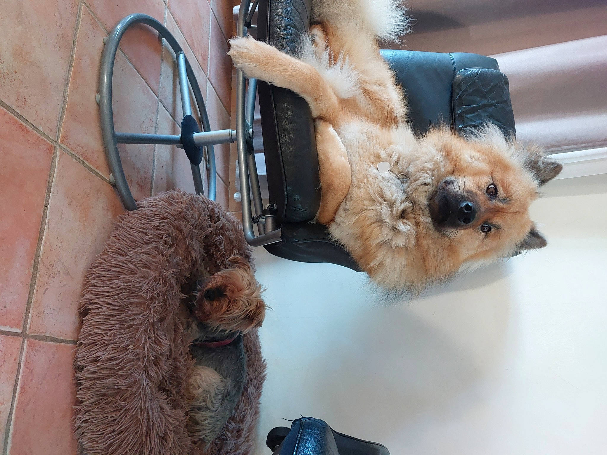 Saya a rejoint le concours — aidez-le/la à gagner de superbes lots ! bicycle_tire, blue, carnivore, collar, companion_dog, dog, dog_breed, dog_supply, fawn, fur, mammal, snout, sporting_group, tail, terrier, toy, toy_dog, vertebrate, wheel, working_animal