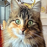 Bagguy a rejoint le concours — aidez-le/la à gagner de superbes lots ! cat, tabby, green_eyes, whiskers, close_up, portrait, feline, indoor, fur, pet, animal, face, ears, nose, home_decor, lamp, wood, soft_light, curious, domestic_cat