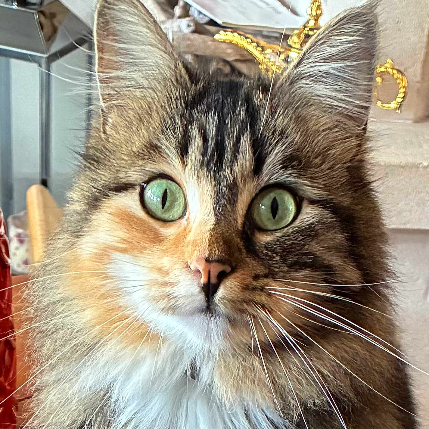 Bagguy a rejoint le concours — aidez-le/la à gagner de superbes lots ! animal, cat, close_up, curious, domestic_cat, ears, face, feline, fur, green_eyes, home_decor, indoor, lamp, nose, pet, portrait, soft_light, tabby, whiskers, wood