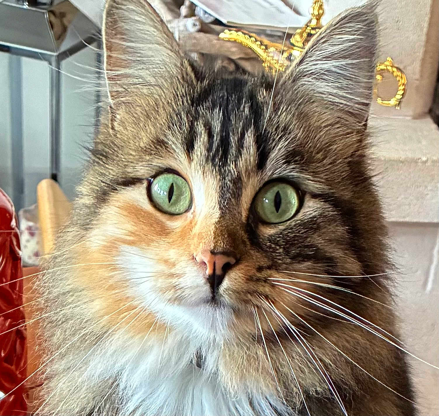 Bagguy a rejoint le concours — aidez-le/la à gagner de superbes lots ! cat, tabby, green_eyes, whiskers, close_up, portrait, feline, indoor, fur, pet, animal, face, ears, nose, home_decor, lamp, wood, soft_light, curious, domestic_cat