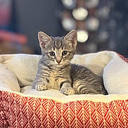 Daisy joined the competition — help win amazing prizes! kitten, cat, pet, animal, feline, gray_tabby, cute, bed, cozy, fluffy, indoor, resting, young, small, portrait, looking_at_camera, soft_light, comfortable, domestic, closeup